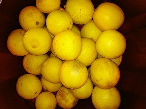 Accidental Locavore Meyer Lemons - Copy
