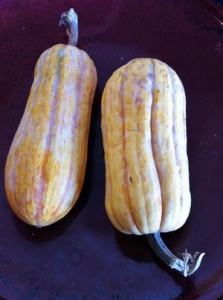 Accidental Locavore Delicata Squash