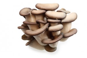 Accidental Locavore Oyster Mushrooms