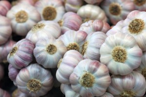 Accidental Locavore Garlic
