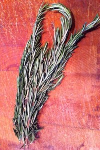 Accidental Locavore Rosemary