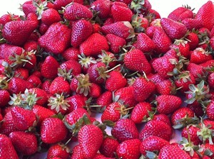 Accidental Locavore Strawberries