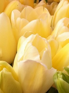 Accidental Locavore Tulips