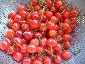 Accidental Locavore Sour Cherries