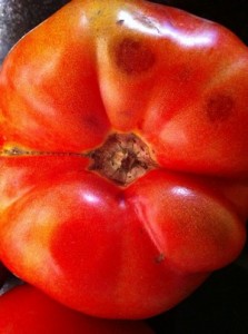 Accidental Locavore Tomato Close Up