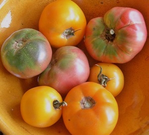 Accidental Locavore Heirloom Tomatoes - Copy