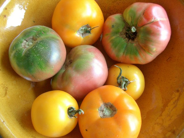 Accidental Locavore Heirloom Tomatoes