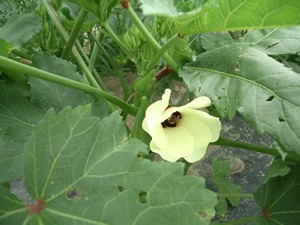 Accidental Locavore Okra Flower