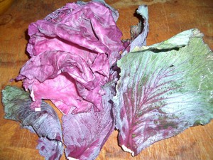 Accdiental Locavore Purple Cabbage Leaves
