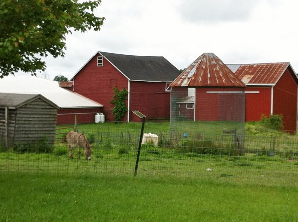 Accidental Locavore Farm