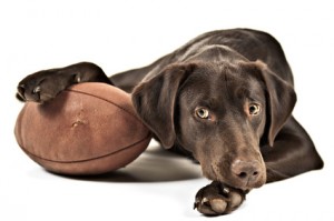 Accidental Locavore Dog and Football