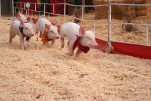 Accidental Locavore Pig Races