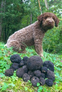 Accidental Locavore Truffle Dog