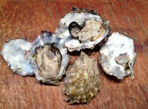 Accidental Locavore Pacific Oysters