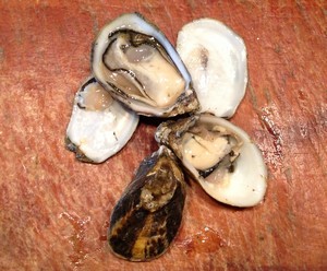 Accidental Locavore Shigoku Oysters