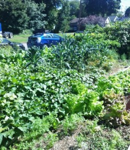 Accidental Locavore Community Garden