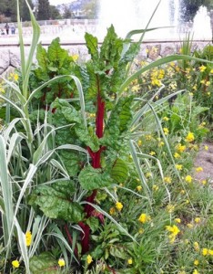 Accidental Locavore Swiss Chard in landscaping