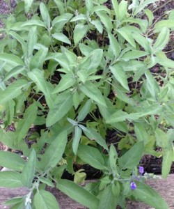 Accidental Locavore Sage in the Garden