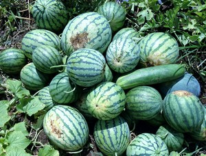 Accidental Locavore Picking Melons