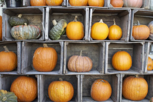 Accidental Locavore Boxes With Pumpkins