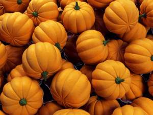 Accidental Locavore Pumpkins