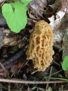 Accidental Locavore Morel