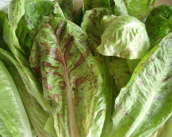 Accidental Locavore Romaine for Grilled Caesar Salad