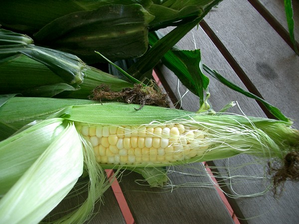 Accidental Locavore Corn From Farmers Market