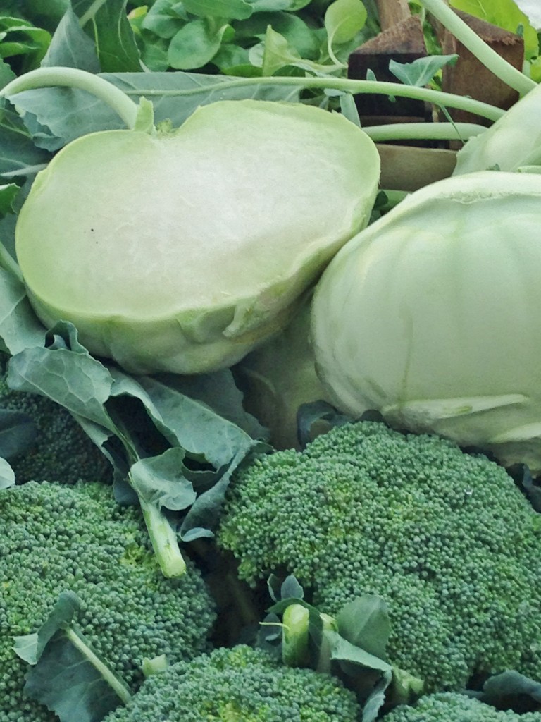 Accidental Locavore Broccoli and Kohlrabi