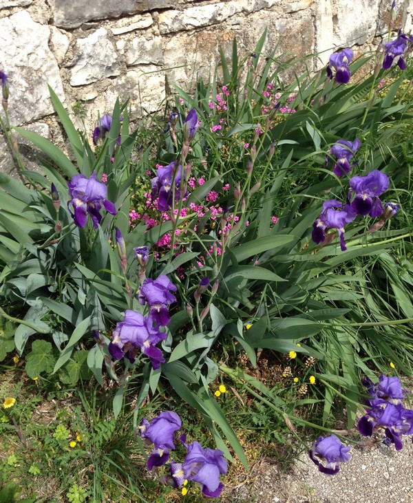 Accidental Locavore Wild Iris