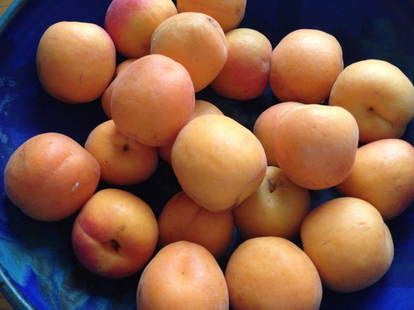 Accidental Locavore Apricots