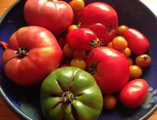 Accidental Locavore Blue Bowl With Tomatoes