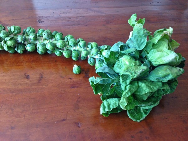 Accidental Locavore Stalk of Brussels Sprouts