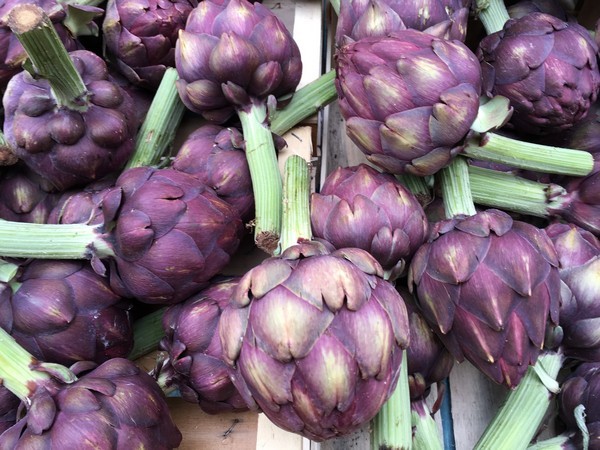 Accdental Locavore Purple Artichokes