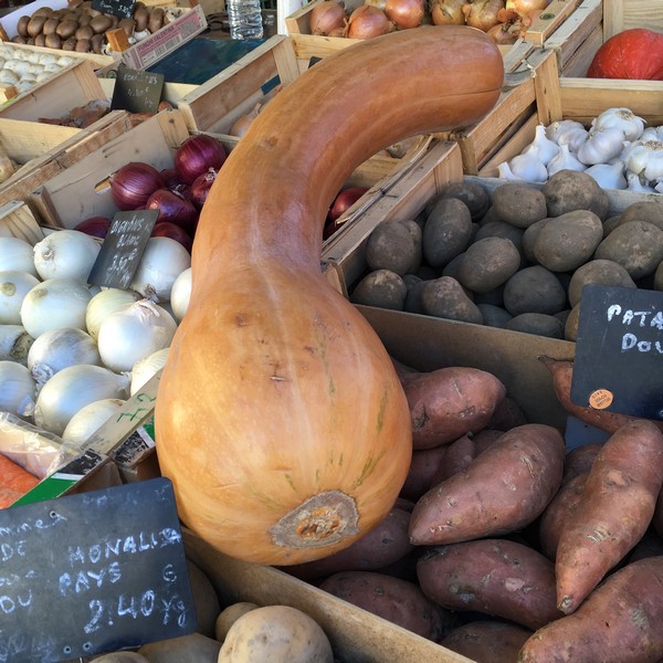 Accidental Locavore Huge Squash