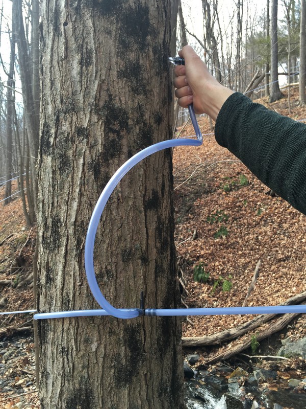 Accidental Locavore Tapping Trees
