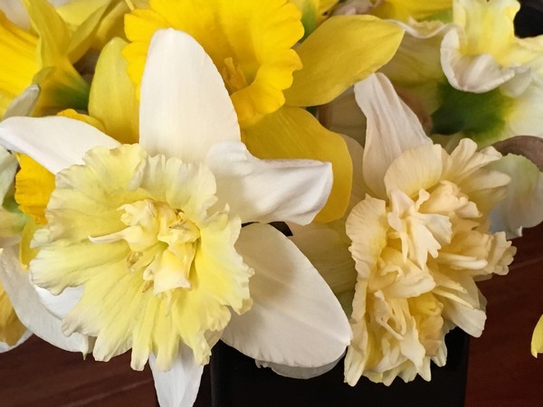 Accidental Locavore Daffodils