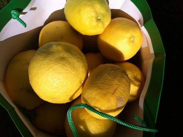 Accidental Locavore Lemons in a Bag