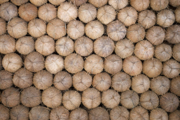 FancyFood Show Coconuts