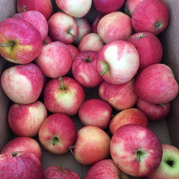 accidental-locavore-farmers-market-apples