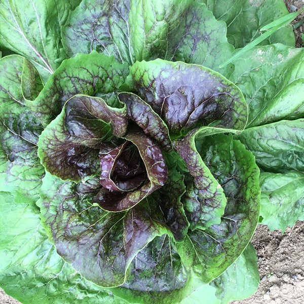 accidental-locavore-farmers-market-lettuce