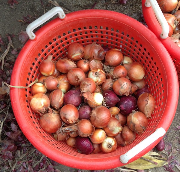 Accidental Locavore Food Waste Onions