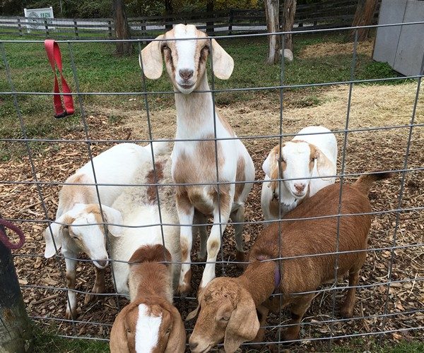 Accidental Locavore JSK Cattle Goats